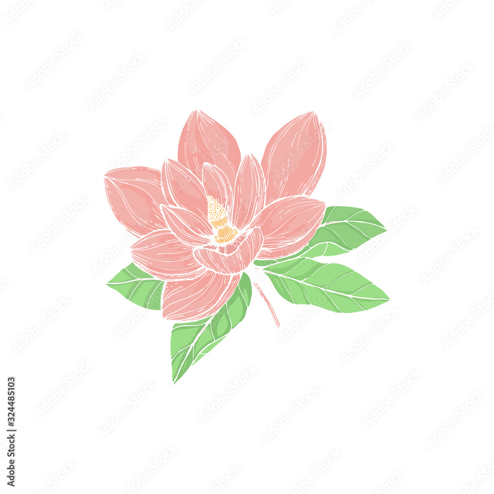 Vector illustration with hand drawn white Anise magnolia colored pink flowers with green leaves. Flower isolated on white backgrounds. Decorative element for floral wedding invitation card