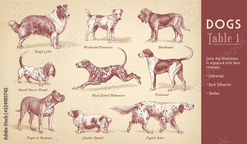 Collection of nine dog vector engravings photo