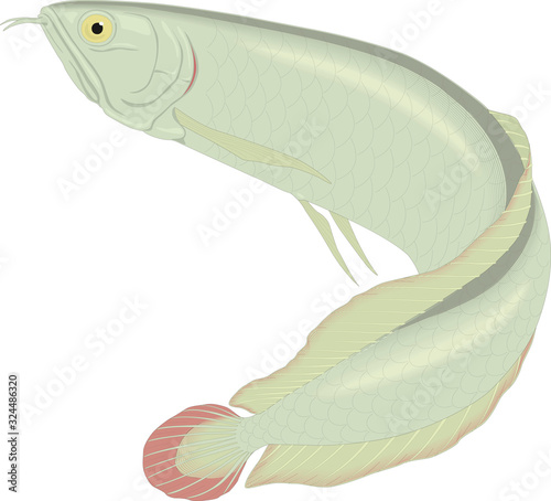  Arowana freshwater bony fish known as bonytongues isolated on white. Head is bony and elongated body covered by large scales, with mosaic pattern of canals. Kept as pet. Vector illustration
