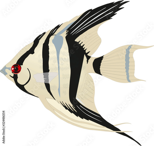 Marine life tropical colorful fish set illustration in cartoon. Aquarium draft vector design. French angelfish logo