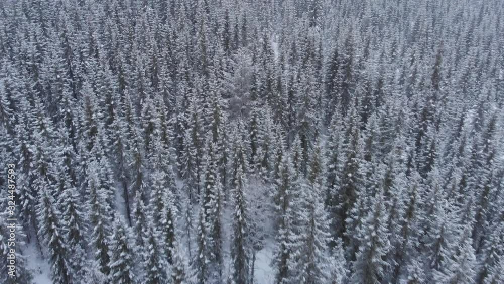 Aerial view of snow storm in the woods. Aerial view of snow storm in the woods.