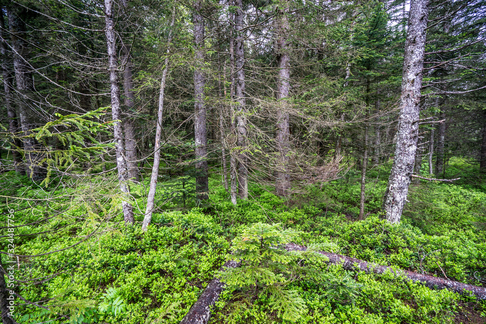 Fototapeta premium Peaceful Forest Landscape with Morning Rays, Golden Hour Light in a Vibrant Forest
