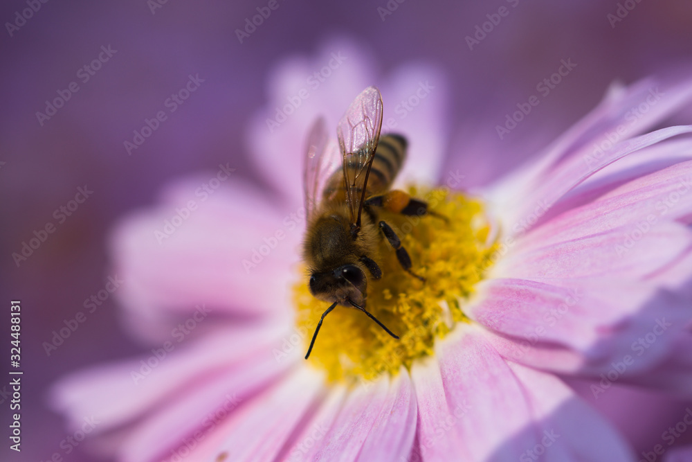 Bees close-up on chrysanthemum flowers Bees close-up on chrysanthemum flowers