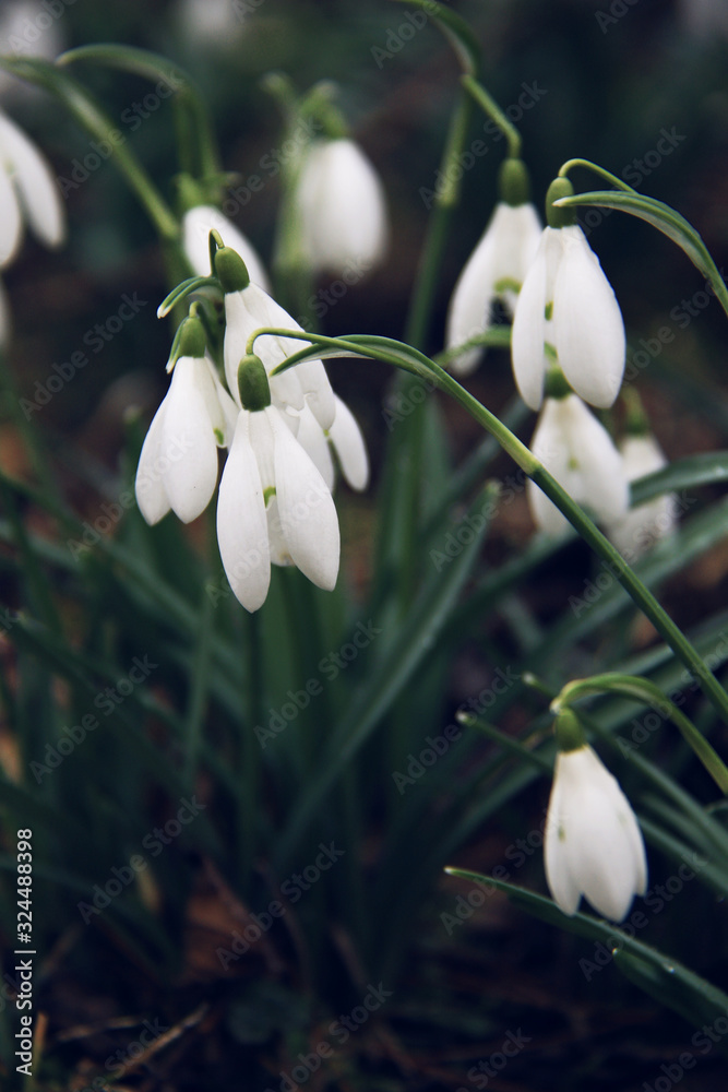 lot of beautiful snowdrops flowers lot of beautiful snowdrops flowers