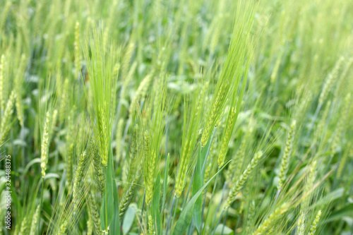 The Green Wheat whistle and Wheat bran fields