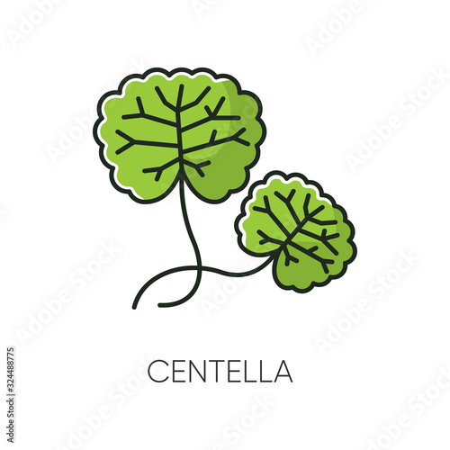 Centella RGB color icon. Healing plant. Herbal component. Natural skincare. Organic treatment. Leaves for nourishment. Korean beauty cosmetic ingredient. Isolated vector illustration