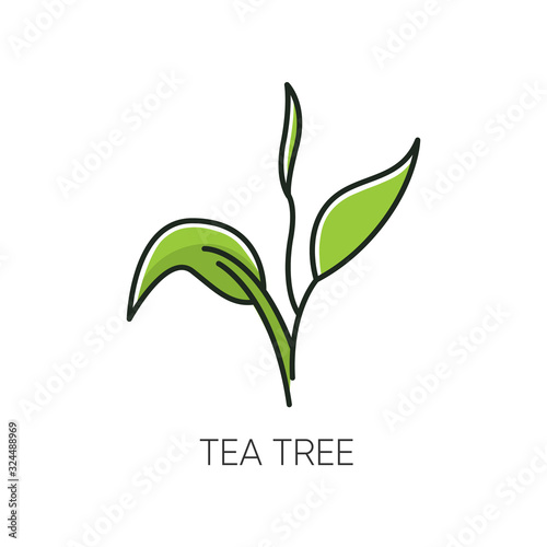 Tea tree RGB color icon. Skincare product component. Organic beauty. Aromatherapy. Herbal moisture. Essential oil. Foliage, leaves. Natural cosmetic ingredient. Isolated vector illustration