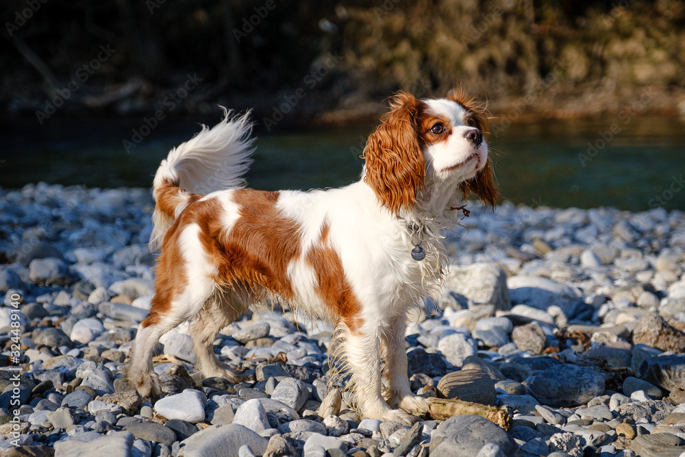 Young white and brown Cavalier King Charles spaniel on river stone bank