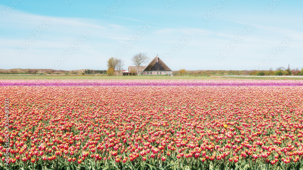 Field with colorful tulips behind the dunes of the Dutch province of Noord-Holland