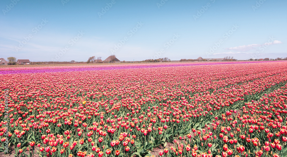 Field with colorful tulips behind the dunes of the Dutch province of Noord-Holland