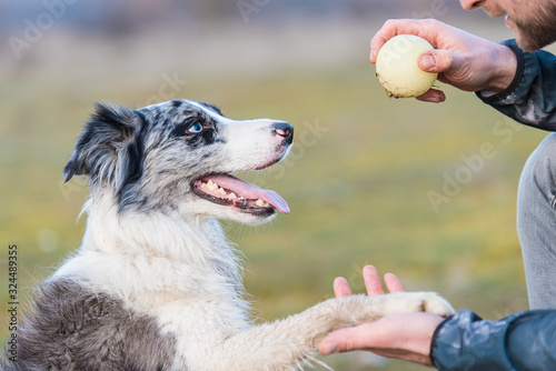 Dog training with a ball in the park