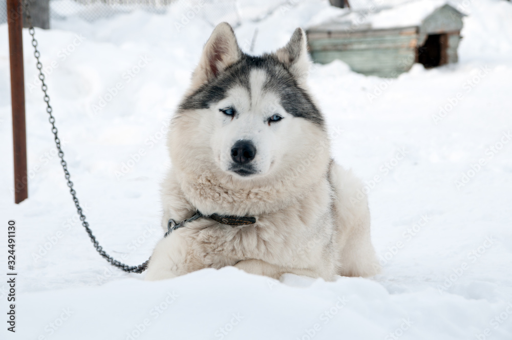 dogs breed husky walking on the street dogs breed husky walking on the street