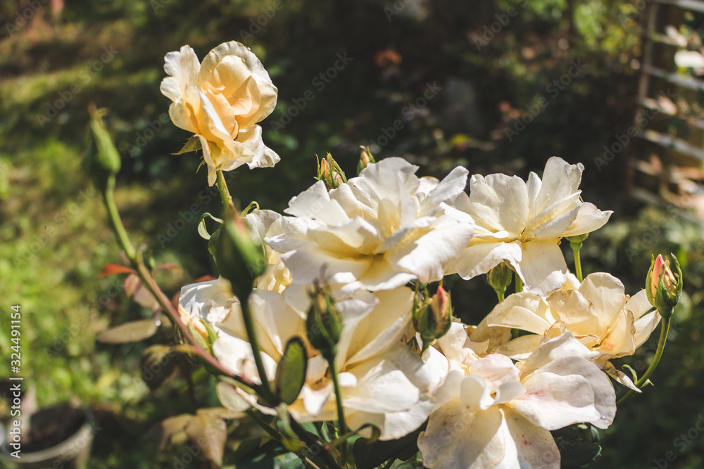Beautiful pink rose in a garden. Color - cream. Shot against other roses in the yard. Rose thorns, spines and leaves. Soft focus Beautiful pink rose in a garden. Color - cream. Shot against other roses in the yard. Rose thorns, spines and leaves. Soft focus