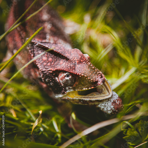 The Oustalets or Malagasy giant chameleon on white photo