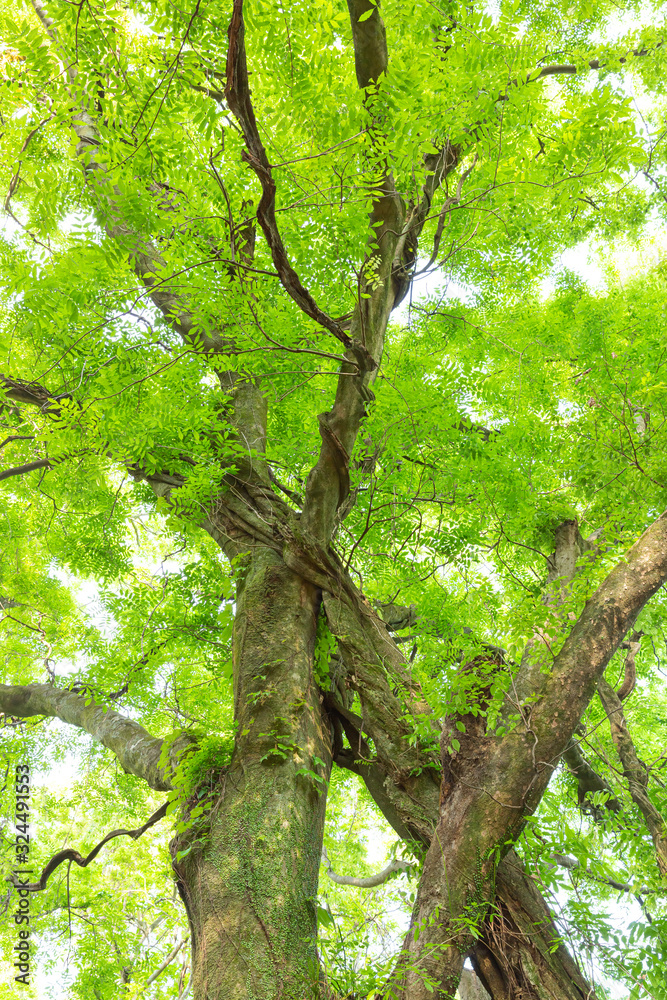 Naklejka premium 藤の新葉