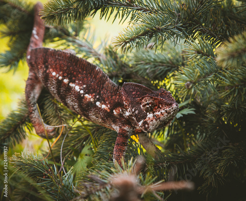 The Oustalets or Malagasy giant chameleon on white photo