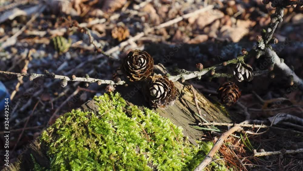 Young child picking up pine cone from the forest ground Young child picking up pine cone from the forest ground