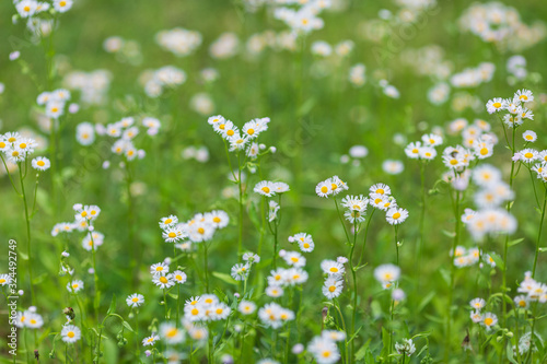 満開のハルジオンの花