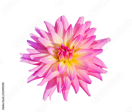 Pink dahlia flowers with yellow patterns blooming isolated on white background , clipping path top view closeup