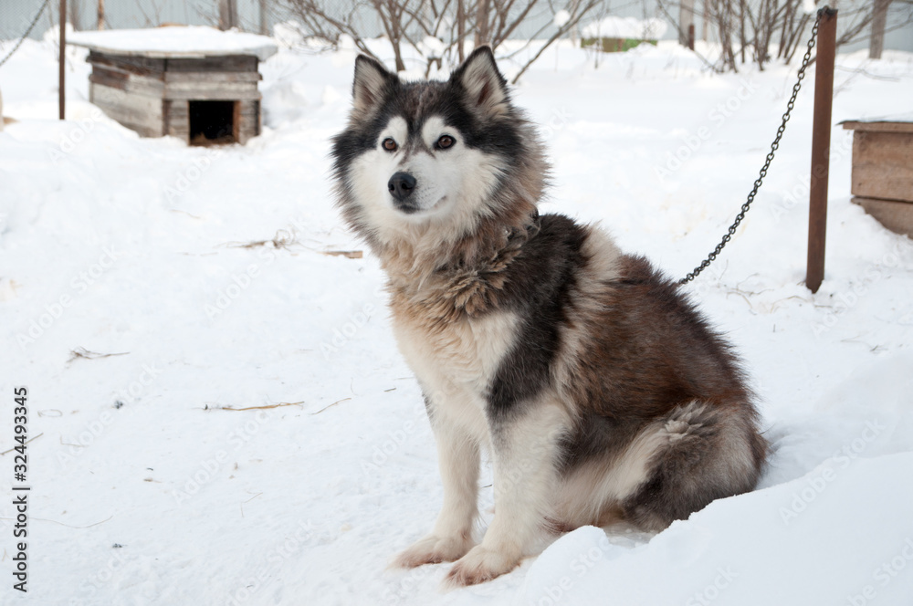 dogs breed husky walking on the street dogs breed husky walking on the street
