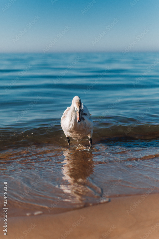Fototapeta premium White mute swan walking on the sand island near the coastline of the Baltic Sea