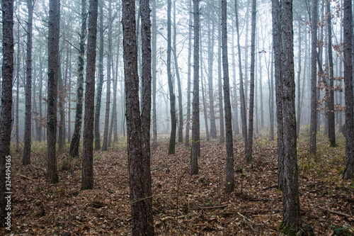 misty autumn forest in the morning