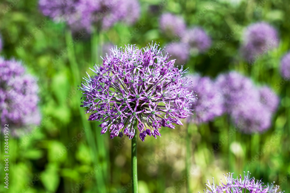 summer fresh purple onion flower close-up on a blurred background of green meadow summer fresh purple onion flower close-up on a blurred background of green meadow