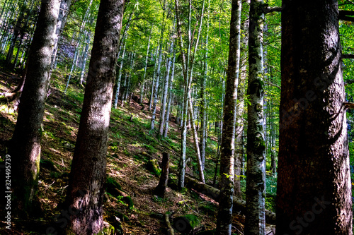 Fototapeta Naklejka Na Ścianę i Meble -  a forest somewhere in switzerland