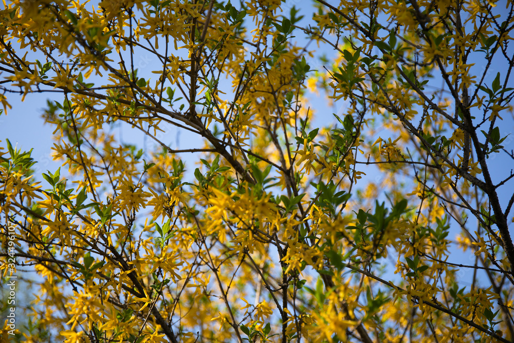 Yellow flowers of bush Forsythia in spring bloom Yellow flowers of bush Forsythia in spring bloom