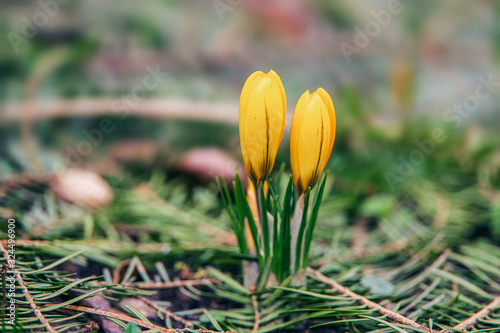 yellow spring crocuses growing in the garden on a cold winter day