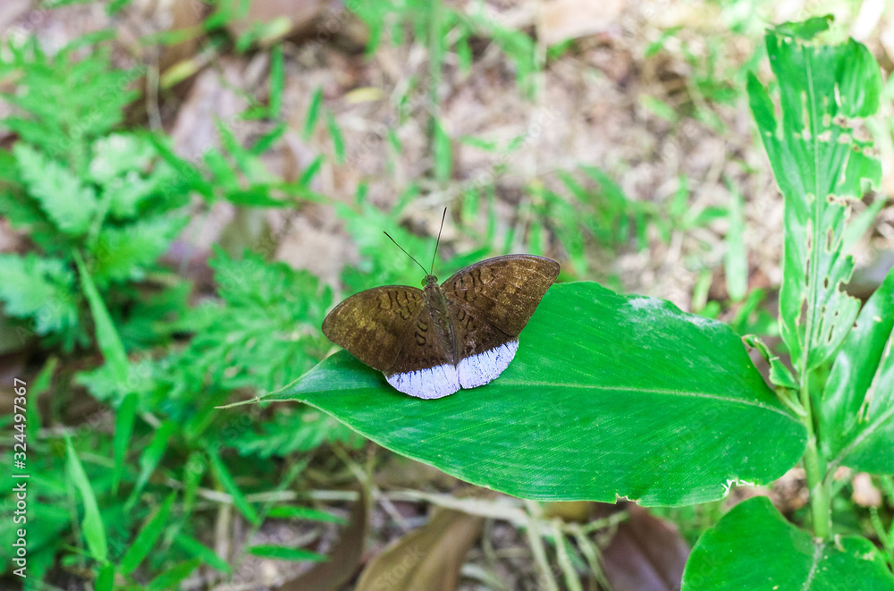 Common earl tropical butterfly on green leaf Common earl tropical butterfly on green leaf