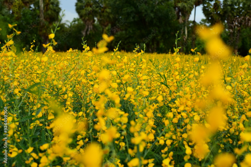 Obraz premium Colorful Flowers Garden, Pink Flower Blooming 