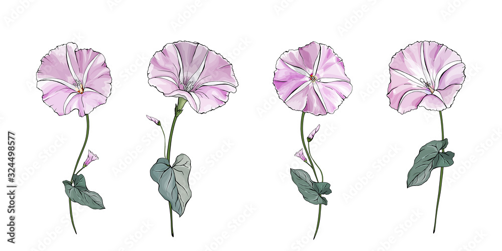 Obraz premium Floral set of pale pink flowers bindweed on stems with green leaves. Isolated on white. Morning-glory for the design greeting cards, wedding invitation,textiles, wallpaper. Vector stock illustration.