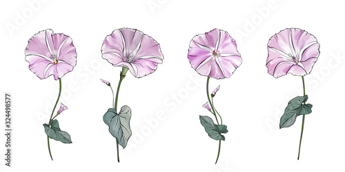 Floral set of pale pink flowers bindweed on stems with green leaves. Isolated on white. Morning-glory for the design greeting cards, wedding invitation,textiles, wallpaper. Vector stock illustration. photo