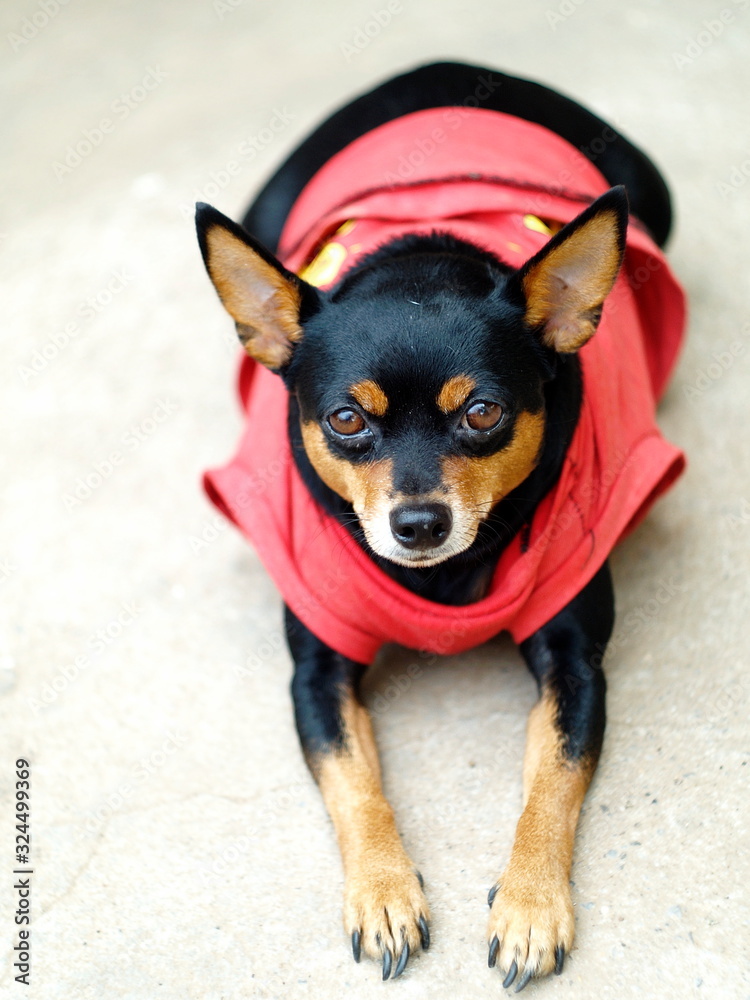 black fat cute miniature pincher dog wearing red shirt laying on cold grey concrete floor