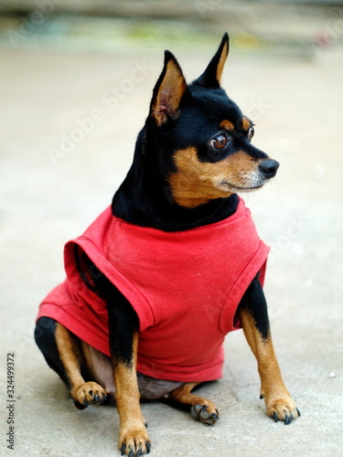 black fat cute miniature pincher dog wearing red shirt laying on cold grey concrete floor