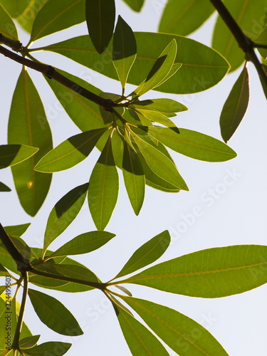 green tropical tree leaves from bottom view isolated with bright sky background