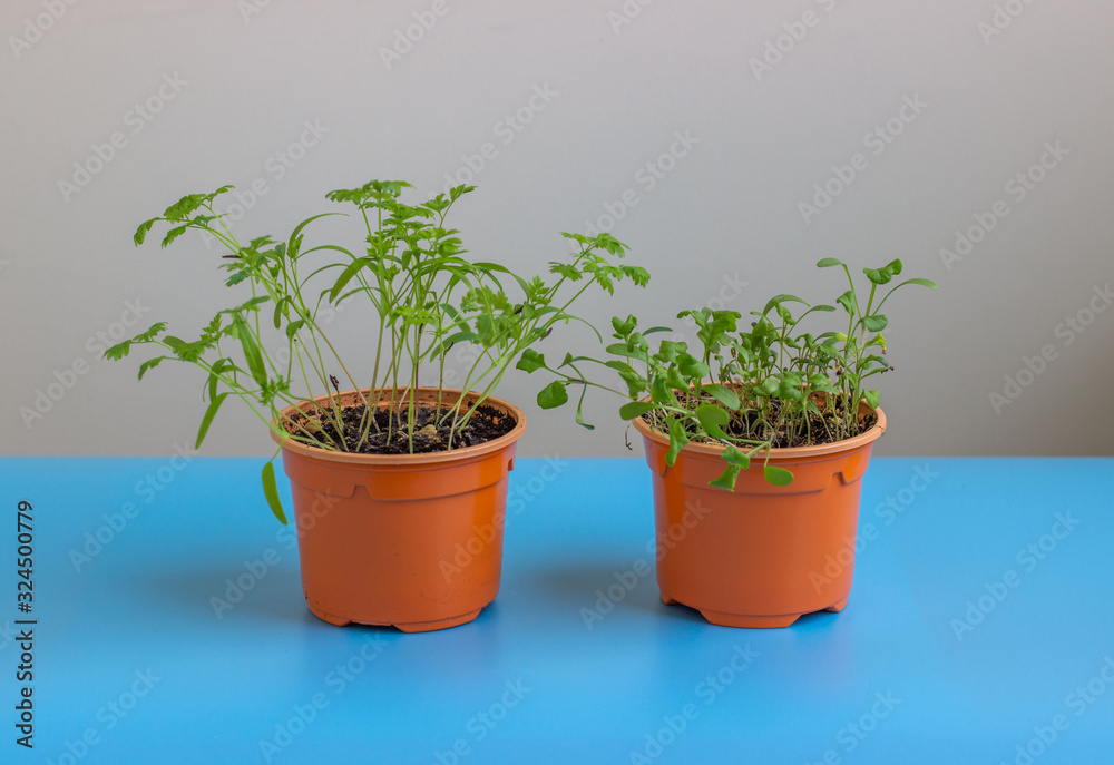 Seedling in a plastic pot with earth. Plants grow from seed at home. Vitamin green on the windowsill.. Seedling in a plastic pot with earth. Plants grow from seed at home. Vitamin green on the windowsill..