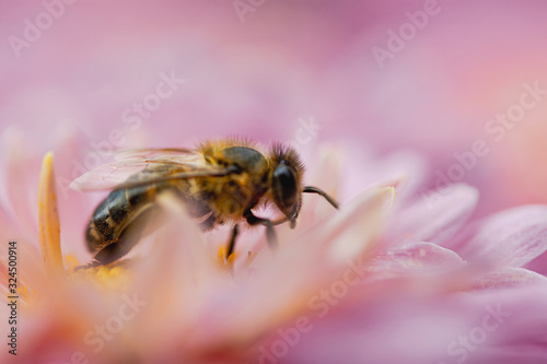 Bees close-up on chrysanthemum flowers
