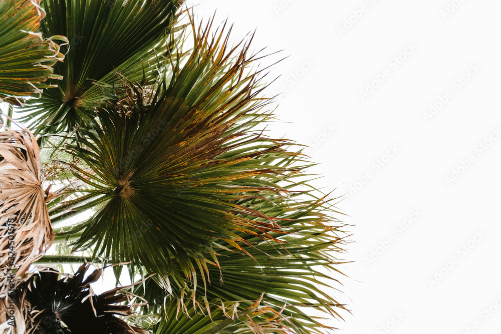 Tropical palm with the sky behind Tropical palm with the sky behind