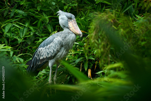 Shoebill, Balaeniceps rex, portrait of bird with big beak, Uganda, Central Africa. Rare bird in the green grassy forest. Birdwatching in wild Africa.  Big grey African heron.