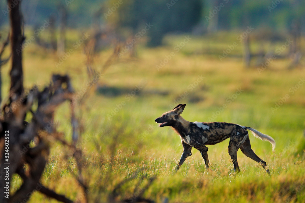African wild dog, Lycaon pictus, walking in the water on the road. Hunting painted dog with big ears, beautiful wild animal. Wildlife from Zambia, Africa. African wild dog, Lycaon pictus, walking in the water on the road. Hunting painted dog with big ears, beautiful wild animal. Wildlife from Zambia, Africa.