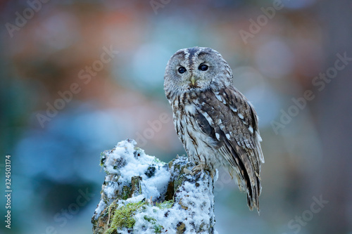 Flying owl in the snowy forest. Action scene with Eurasian Tawny Owl, Strix aluco, with nice snowy blurred forest in background. photo