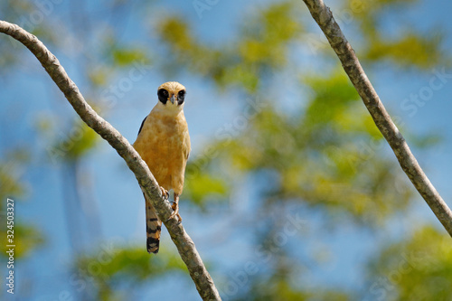 Laughing falcon, Herpetotheres cachinnans, siting on the tree with blue sky, Tarcoles River, Carara National Park, Costa Rica. Bird in the nature habitat. Wildlife, snake hawk in the nature habitat. photo