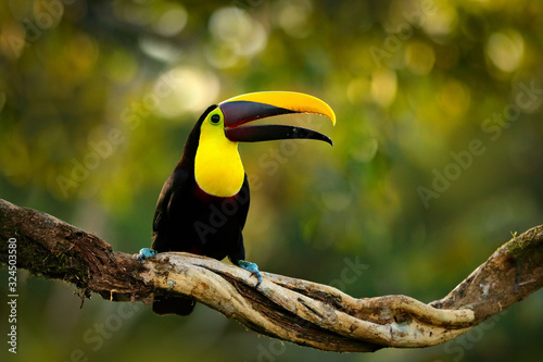 Bird with big bill. Rainy season in America. Chestnut-mandibled toucan sitting on branch in tropical rain with green jungle background. Wildlife scene from tropic jungle. Animal in Costa Rica forest. photo