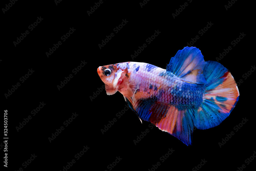 Fototapeta premium Beautiful fighting fish of many colors with a black background