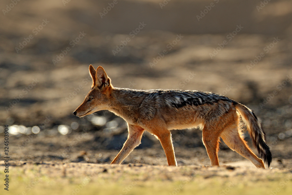 Jackal and evening sunlight. Black-Backed Jackal, Canis mesomelas mesomelas, portrait of animal with long ears, Tanzania, South Africa. Beautiful wildlife scene from Africa with nice sun light.