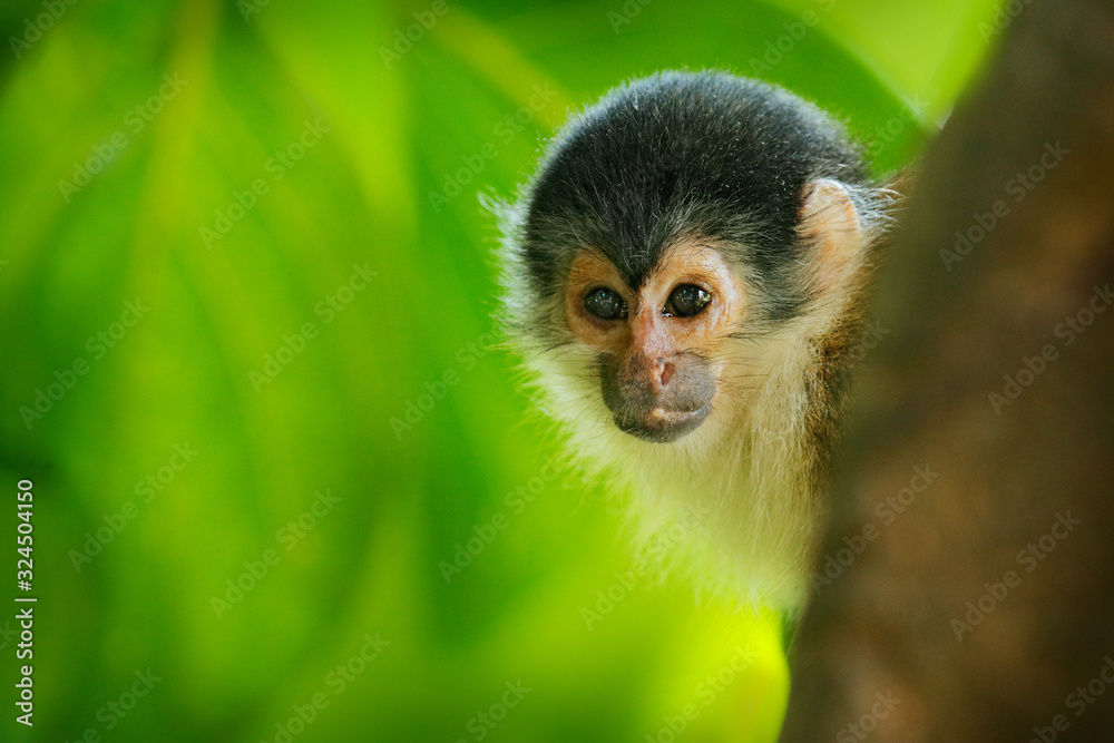 Obraz premium Monkey in the tropic forest vegetation. Animal, long tail in tropic forest. Squirrel monkey, Saimiri oerstedii, sitting on the tree trunk with green leaves, Corcovado NP, Costa Rica.