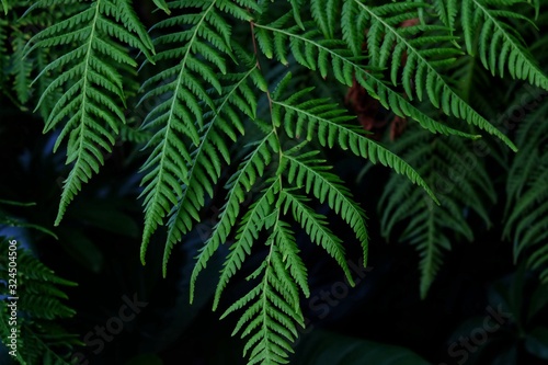 Fototapeta Naklejka Na Ścianę i Meble -  Tropical fern bush with leaves growing in botanical garden with green color pattern and dark light background 
