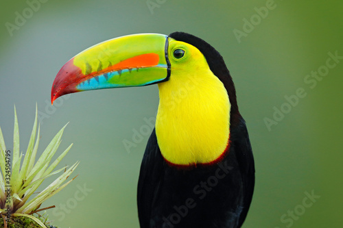 Wildlife from Yucatán, Mexico, tropical bird. Toucan sitting on the branch in the forest, green vegetation. Nature travel holiday in central America. Keel-billed Toucan, Ramphastos sulfuratus. © ondrejprosicky